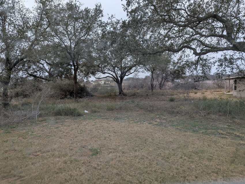 Overgrown backyard with trees before cleanup