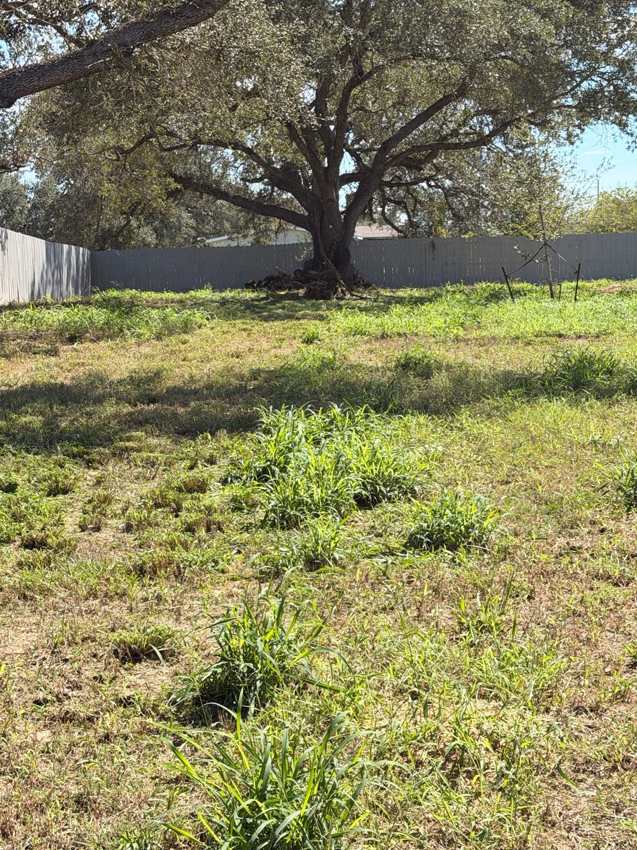Weedy lot with a large oak and gray fence before cleanup
