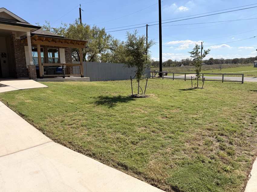 Finished lawn with staked trees, wooden pergola, and a concrete walk