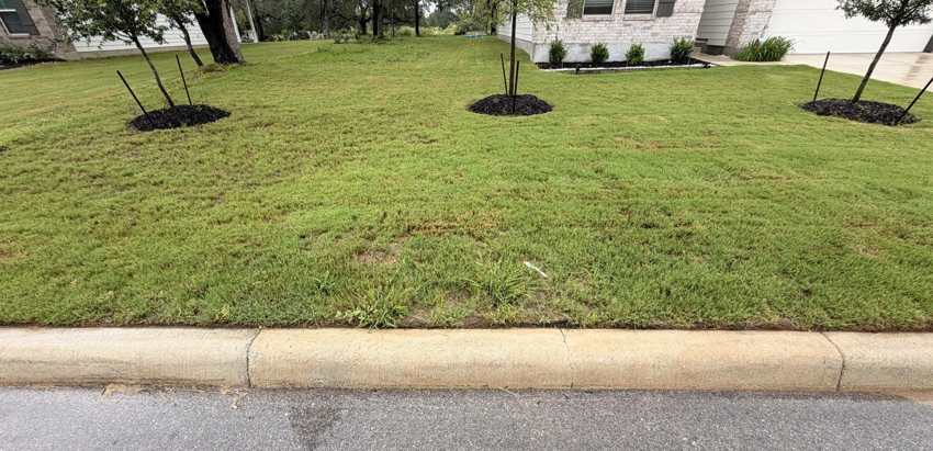 Front lawn with newly planted staked trees in mulch rings